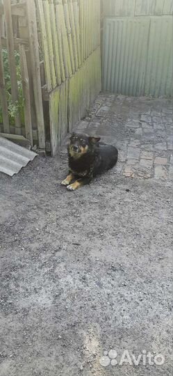 Собака в добрые руки