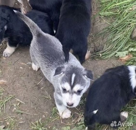 Щенок девочка в добрые руки