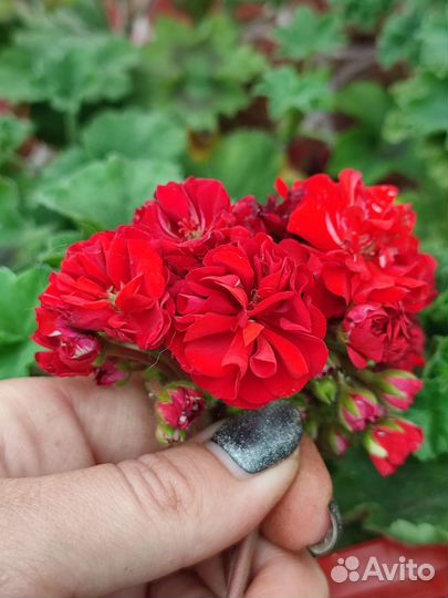 Герань пеларгония