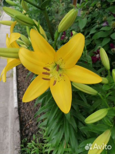 Лилия садовые