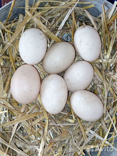 Утиные яйца