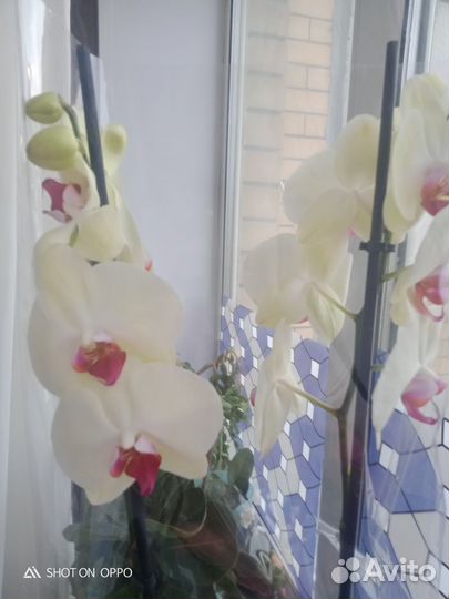 Шикарная цветущая орхидея фаленопсис