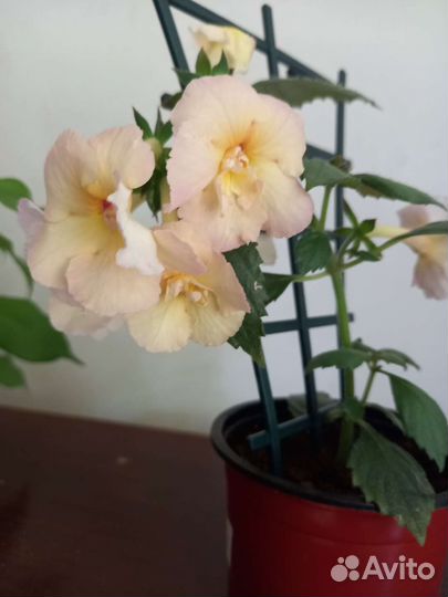 Ахименесы комнатные цветы растения