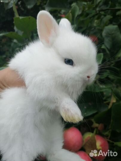 Крольчата гермелины