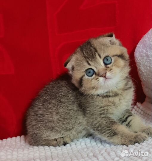 Вислоухий золотой кот