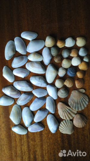 Морские ракушки и раковины