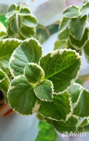 Комнатная мята