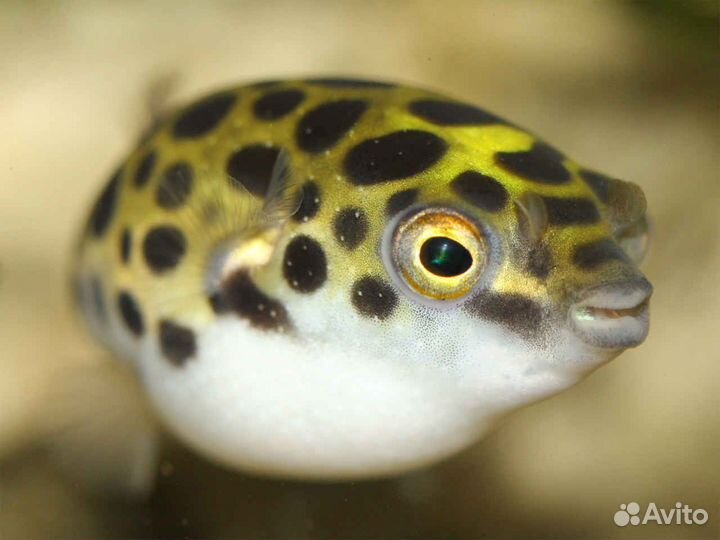 Тетрадон, Корбикулы, Раки +