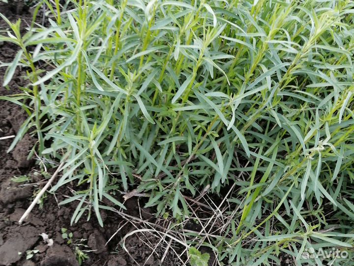 Эстрагон тархун