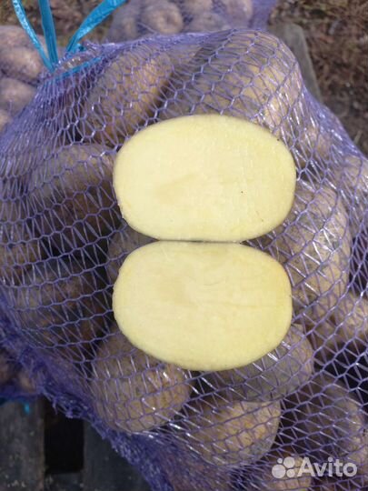 Продам картофель