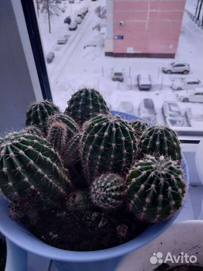 Кактус цветущий и не цветущий