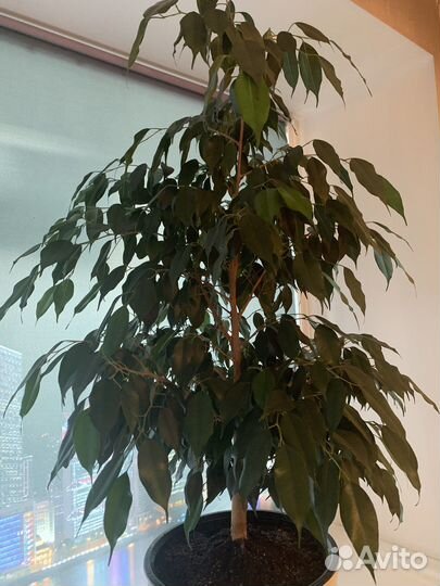 Фикус бенджамина