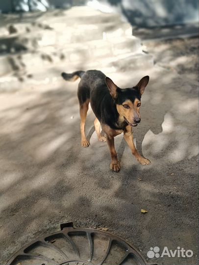 Собака в добрые руки