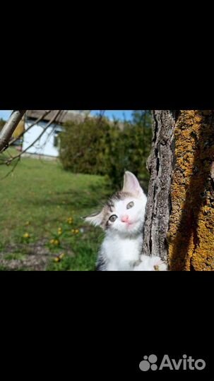 Котята в хорошие руки