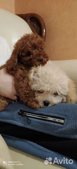 Милые дети мальтипу