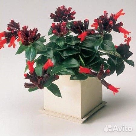 Домашние цветы