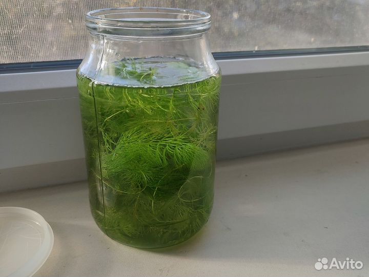 Роголистник в аквариум