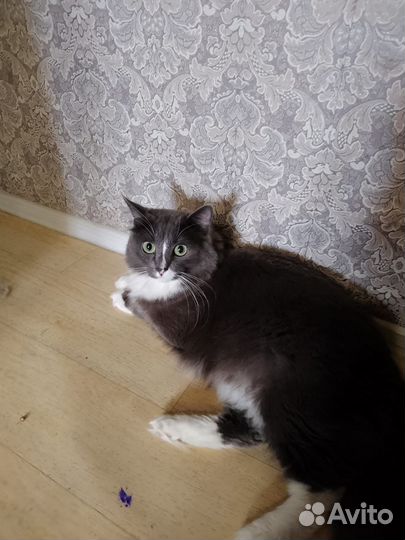 Кошка в дар и морская свинка