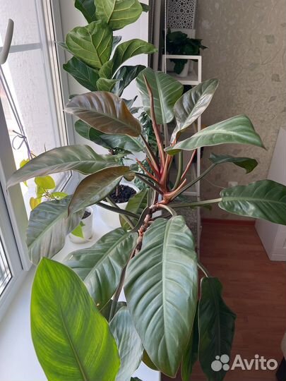 Филодендрон Империал ред