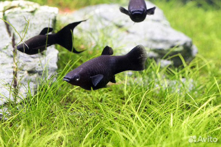 Рыбки, улитки