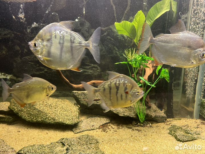 Продам метинесов и милеуса