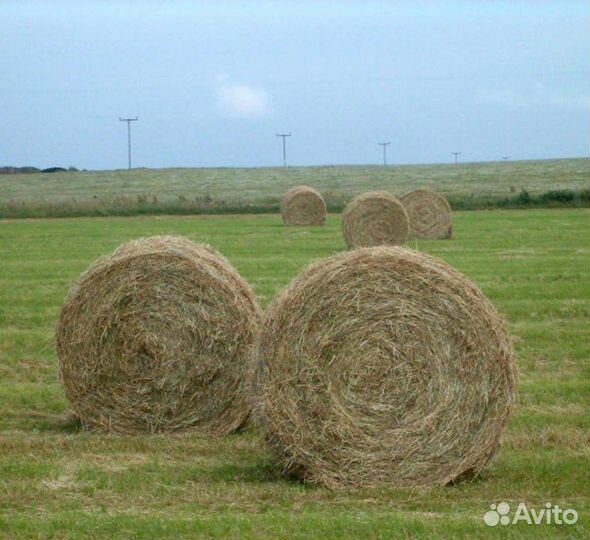Отдам сено в рулонах