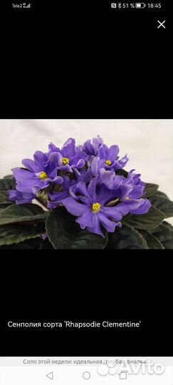 Детки и листики сортовых фиалок