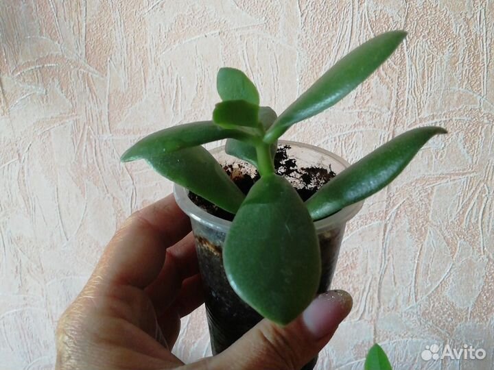 Толстянка, Крассула, Денежное дерево