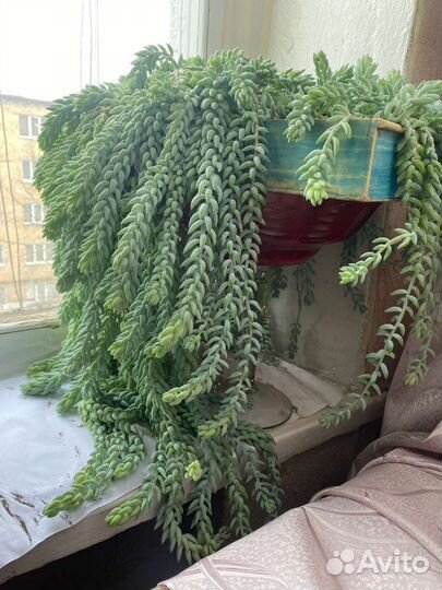 Очиток Моргана