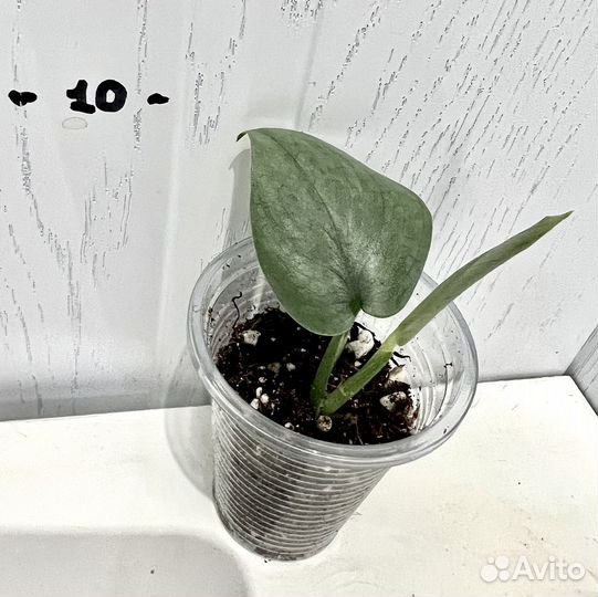 Сциндапсус Сильвер хиро