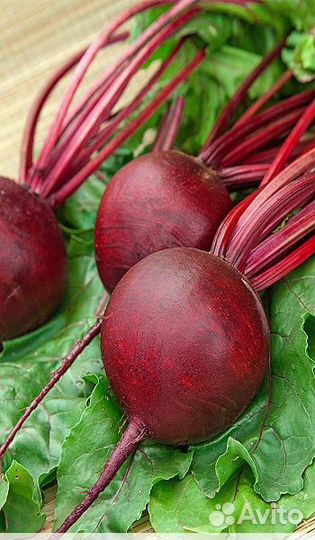 Свекла Пабло F1 0,7 гр б.п