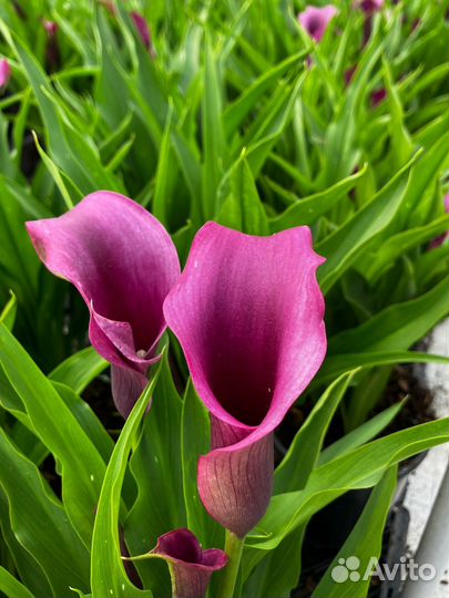 Луковицы каллы (после выгонки)