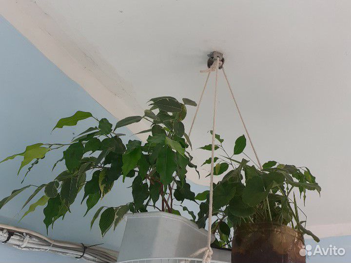 Цветы комнатные