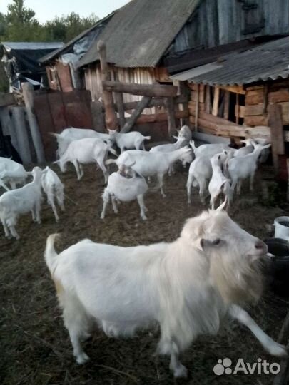 Козы двойные