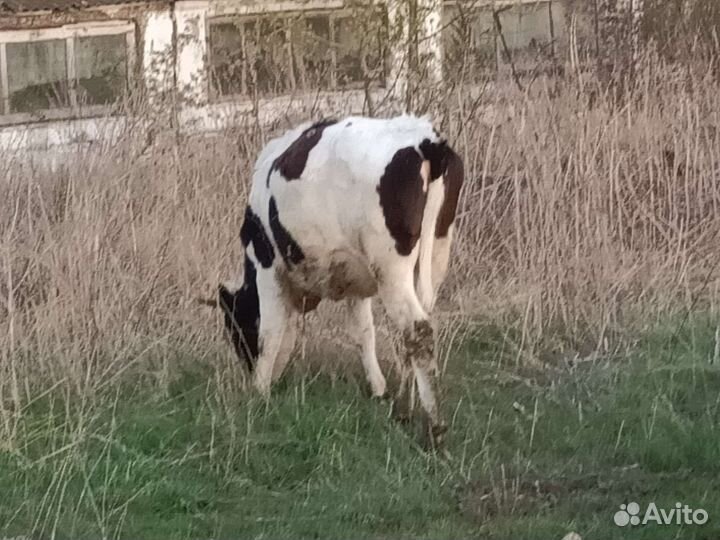 Тёлочки возраст 1 год и 4 месяца