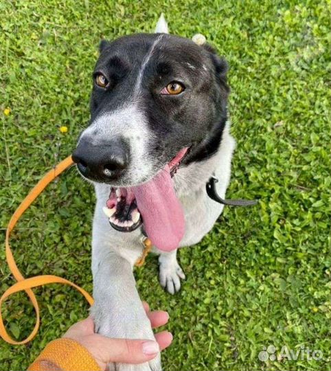 Собачка метис