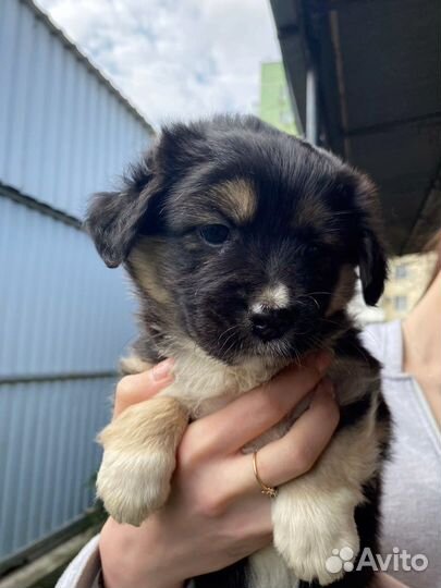 Щенок в добрые руки