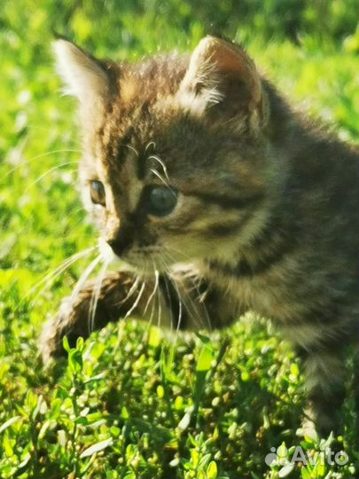 Продаются Котята Мышеловки