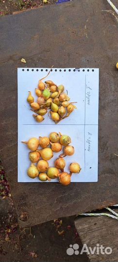 Лук севок опт от 100 кг