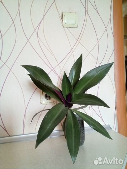 Традесканция рэо