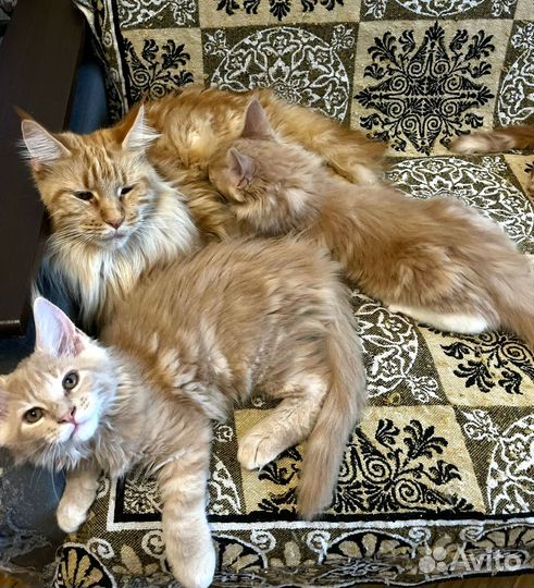 Котята мейн-кун 2,5 мес