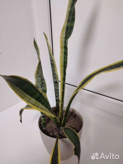 Сансевиерия