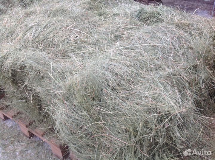 Сено тюкованое