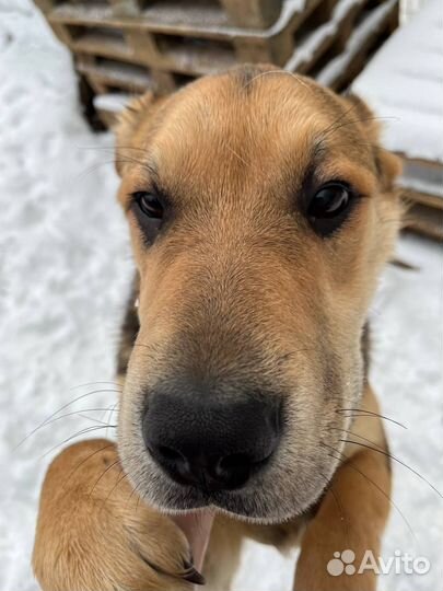 Валли плохо в приюте. Спасите его оттуда