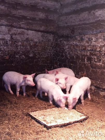 Поросенок ландрас