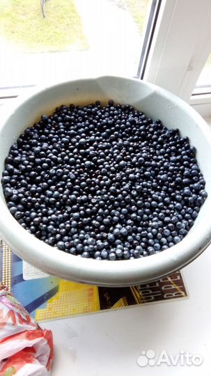 Продам чернику
