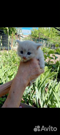 Котята отдам бесплатно