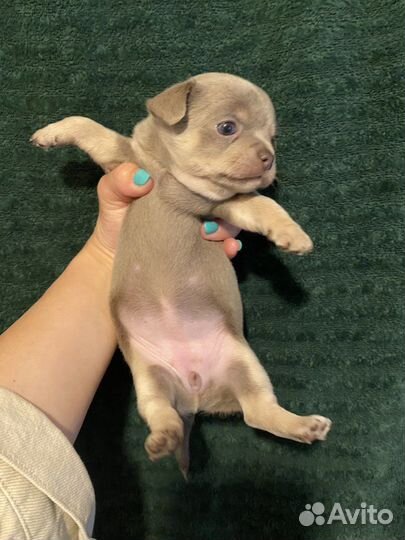 Лиловые и шоколадные щенки чихуахуа