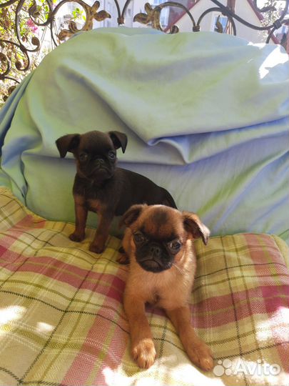 Пти брабансон