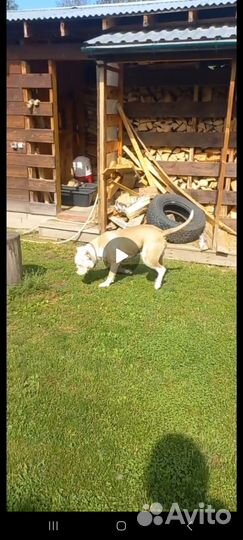 Отдам кобеля